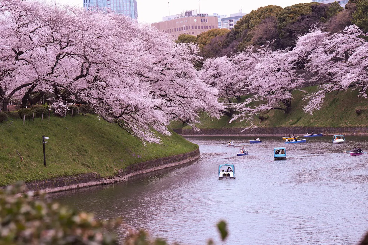 Cherry Blossom